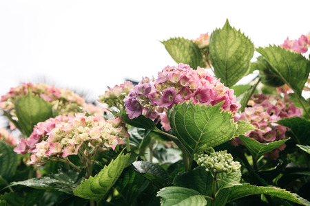 Beautiful flowers grow in spring or summer in natural conditions or in nature.の写真素材