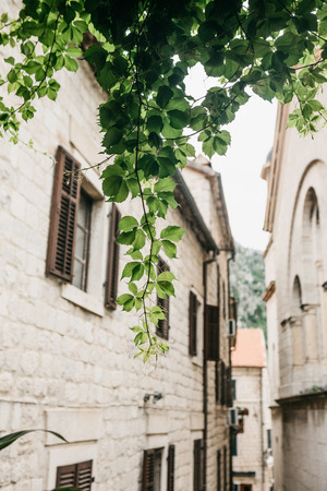 Green plant in the foreground. In the background is a traditional narrow street in Montenegro.の写真素材