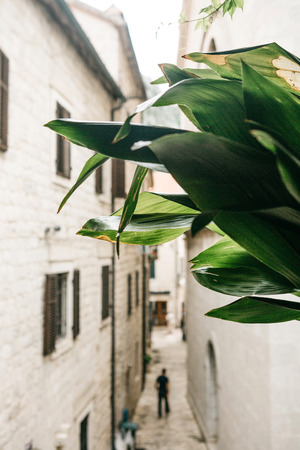 Green plant in the foreground. In the background is a traditional narrow street in Montenegro.の写真素材