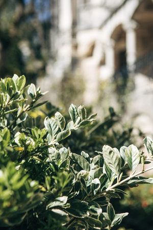 Beautiful closeup view of the leaves of a bush or tree in spring.の写真素材