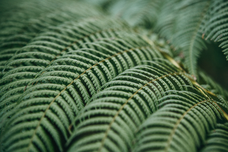 Fern leaves close-up background. Tropical plant in its natural environment.の写真素材