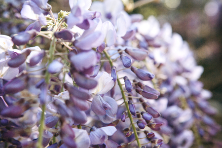 Spring blue beautiful early flowers snapdragon or antirrhinum. The beginning of spring and blooming flowers.の写真素材