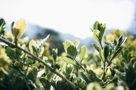 Beautiful closeup view of the leaves of a bush or tree in spring.の写真素材