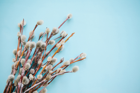 Willow branches on a blue background in minimal style.の写真素材