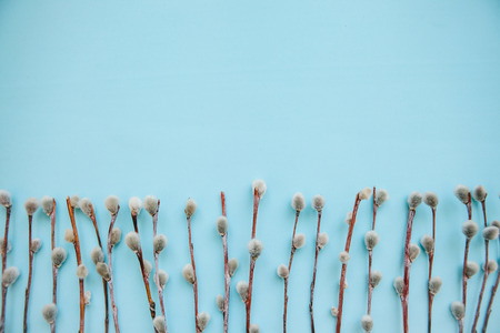Willow branches on a blue background in minimal style.の写真素材