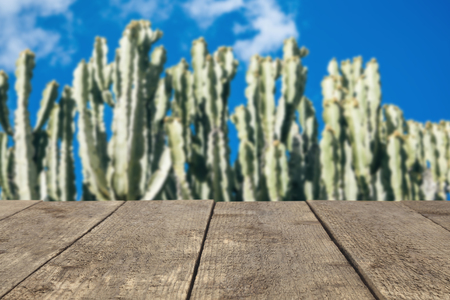 Wooden board or table or surface or floor amid growing cacti - can be used to montage or showcase your products.の写真素材