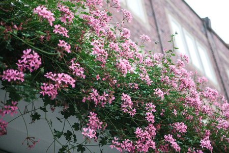 View of blooming pink flowers on a residential building in spring or summer.の写真素材