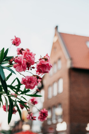 Beautiful pink or red flowers on the background of traditional German architecture.の写真素材