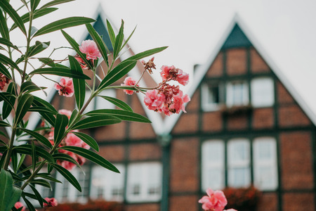 Beautiful pink or red flowers on the background of traditional German architecture.の写真素材