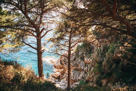 Beautiful natural landscape with trees and sea.の写真素材