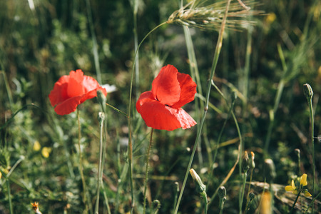 Red poppy flowers grow in the meadow.の写真素材