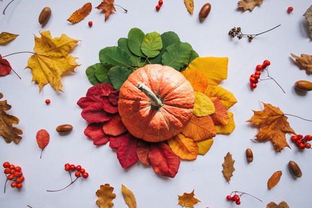 Pumpkin on a beautiful autumn background with colorful leaves, rowan and acorns.の写真素材
