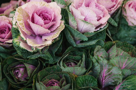 Beautiful decorative cabbage background. Flowers bloomed background.の写真素材