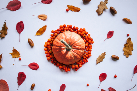Pumpkin on a beautiful autumn background with colorful leaves, rowan and acorns.の写真素材