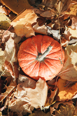 Pumpkin on a beautiful autumn background with colorful leavesの写真素材