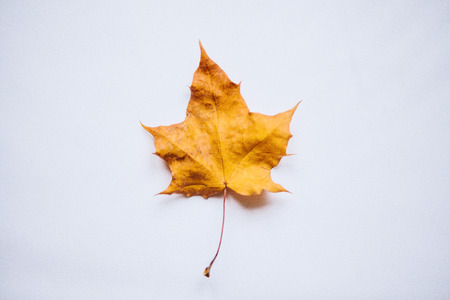 Maple leaf on a white background in minimal style.の写真素材