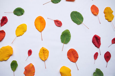 Colorful leaves on a white background in minimal style. The concept of the seasons.の写真素材