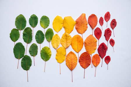 Colorful leaves on a white background in minimal style. The concept of changing the seasons from summer to autumn or the aging process.の写真素材