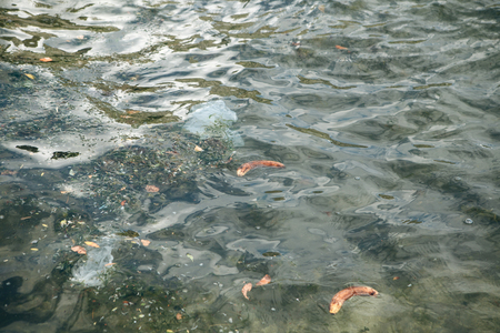 Pollution of the sea or water with plastic bags, garbage and food scraps.の写真素材