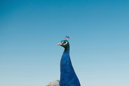 Peacock portrait or peacock head on a blue background.の写真素材