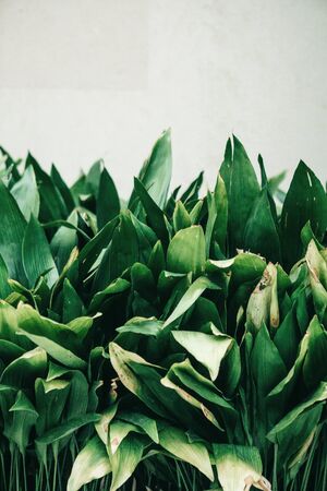 Closeup leaves of a plant on a white background. Summer concept. Top place for text.