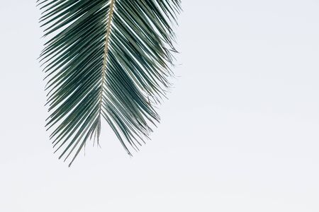 Closeup of a palm branch on a white background in minimal style. Summer concept. Near place for...
