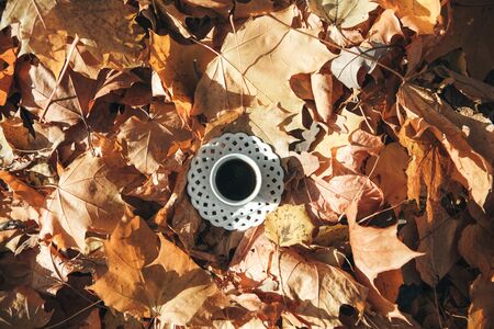 Mug of black tea on the background of autumn leaves.の写真素材