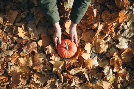Person or farmer holding a pumpkin. Harvesting or celebrating hollowin or other.