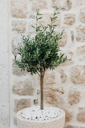 Decorative tree in a pot at the stone wall