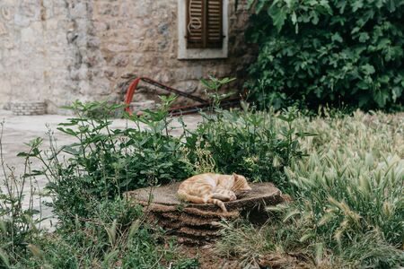Homeless red-haired cat or kitten sleeping on the street.の写真素材
