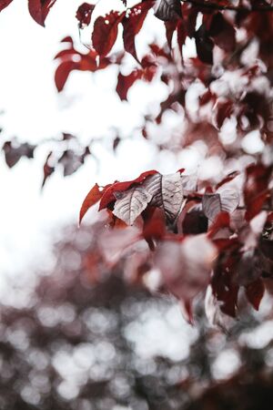 Background of red or brown leaves on a tree. Autumn background.の写真素材