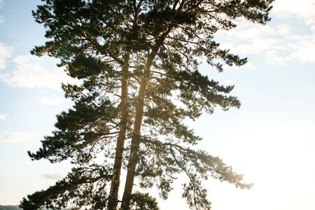 Tree or pine against the blue sky.の写真素材