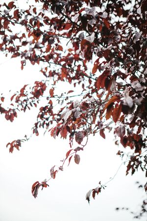 Background of red or brown leaves on a tree. Autumn background.の写真素材