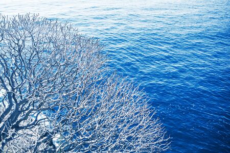 Twigs or branches of a tree on the background of a sea.の写真素材