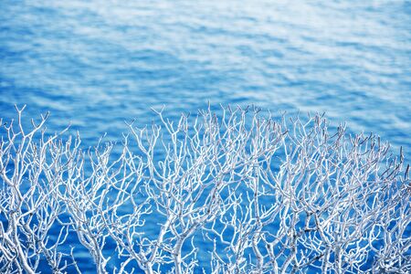 Tree branches against the background of the sea.の写真素材
