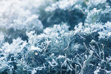 Winter background. Close-up of fir in the snow or the hoarfrost in sunlightの写真素材