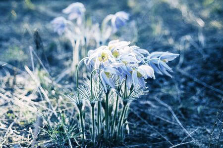 Beautiful spring flowers. Crocuses or snowdrops in springの写真素材
