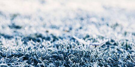 Close-up of the grass in the frost at the beginning of winter and the end of autumn in the sunlightの写真素材