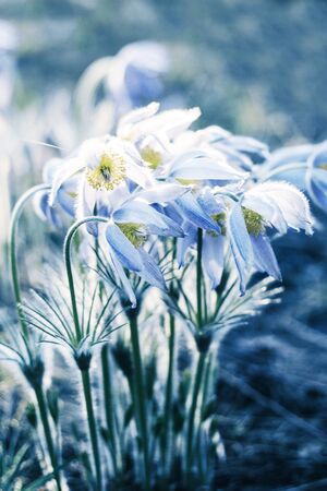 Beautiful spring flowers. Crocuses or snowdrops in springの写真素材