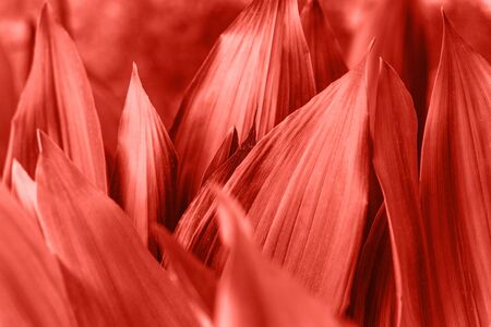 Leaves in color living coral. The leaves of the plant in a trend color.の写真素材
