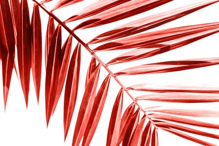 Palm branch in color living coral on a white background. Tropical plant in trend color.の写真素材
