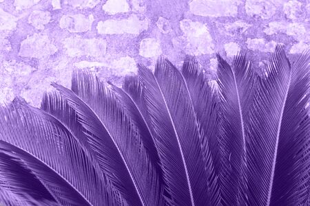Closeup of fern leaves in color ultraviolet. The leaves of the plant in a trend color.の写真素材