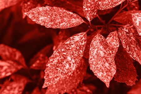 Leaves in color living coral. Leaves of a tree or plant in a trend color.の写真素材