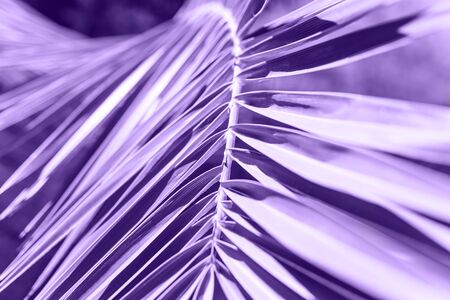 Close-up Palm branch in colorultraviolet. Tropical plant in trend color.の写真素材