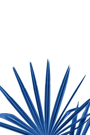 Plant in galaxy blue color on a white background. Tropical plant in trend color.の写真素材