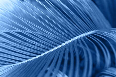 Closeup of a leaf of fern in galaxy blue color. Leaf plants in a trend color.の写真素材