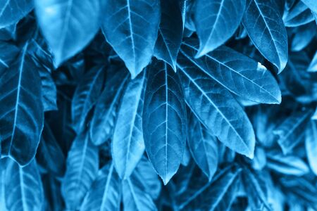 Closeup leaves in galaxy blue color. The leaves of the plant in a trend color.の写真素材