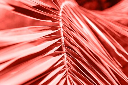 Palm branch in color living coral. Tropical plant in trend color.の写真素材