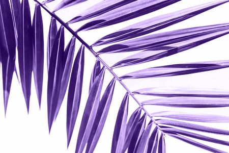 Palm branch in colorultraviolet on a white background. Tropical plant in trend color.の写真素材
