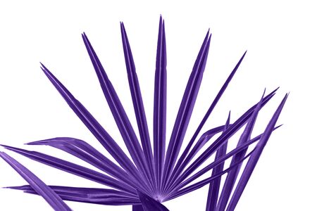 Palm branch in colorultraviolet on a white background. Tropical plant in trend color.の写真素材